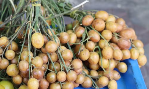 Những khám phá gây sửng sốt về quất hồng bì