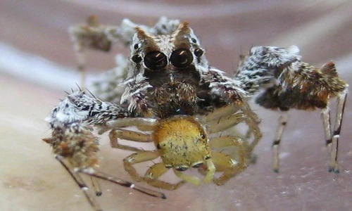 Những loài động vật nhỏ mang sức mạnh của kẻ khổng lồ