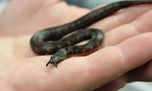 Khám phá loài rắn xúc tu vừa xấu vừa độc có ở VN