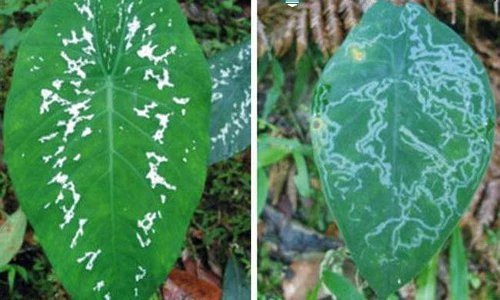 Độc đáo loài cây biết giả vờ bị bệnh để tránh kẻ thù