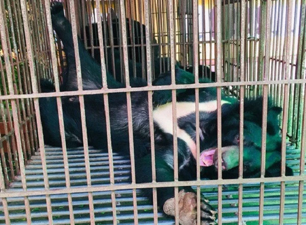 Vừa được giải cứu, 3 chú gấu ở Nam Định "cười ra mặt"