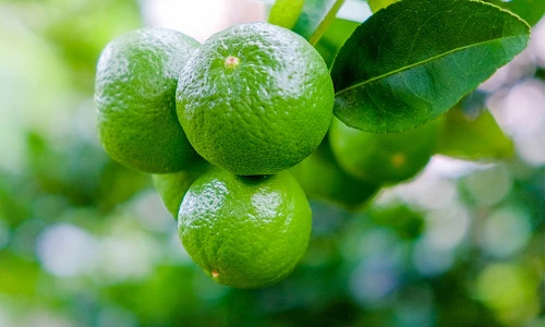 Điểm danh những thực phẩm giải độc hiệu quả cho làn da và cơ thể