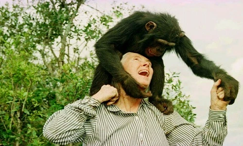 Điểm giống nhau gây sốc giữa người và tinh tinh