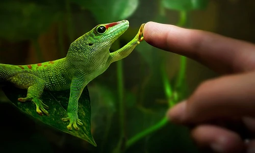 Những điều chưa biết về thế giới tắc kè gây kinh ngạc