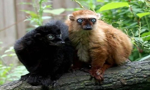 10 loài vượn cáo kỳ quái nhất hành tinh