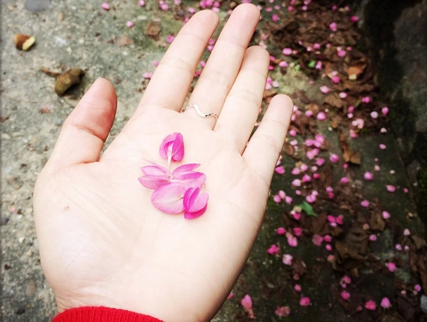 Số phận trớ trêu ít người biết của tuyệt phẩm Hai sắc hoa tigon