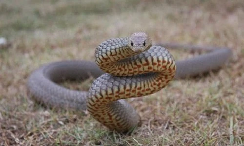 Bí mật loài rắn nhìn "hiền", nhưng độc thứ 2 trên thế giới