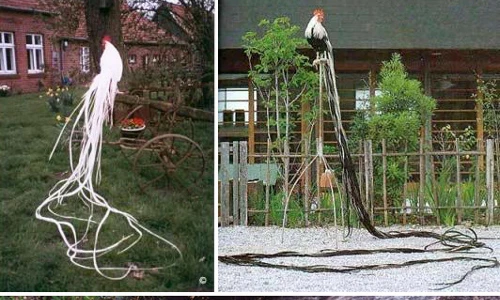 Giống gà quý tộc, quý hiếm, nhỏ mà có đuôi dài tới 7m