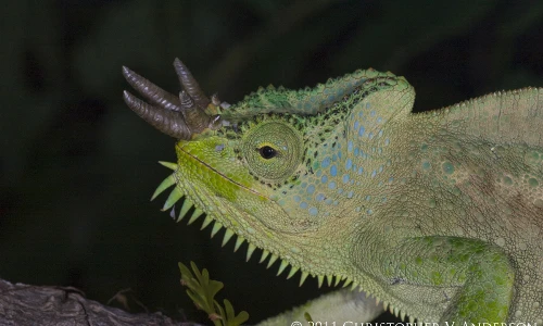 Loài tắc kè kỳ quái, có thể mọc bao nhiêu sừng miễn thích