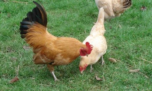 Giống gà chân ngắn lũn chũn, lông vàng cực đáng yêu 