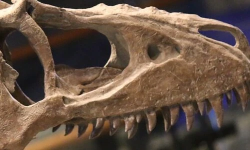 Tiết lộ bất ngờ về khủng long bạo chúa, chuyên gia cũng ngỡ ngàng