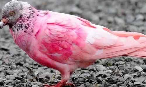 Kinh ngạc chú chim bồ câu màu hồng bỗng dưng xuất hiện ở Anh