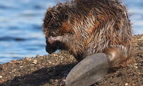 Sự thật kỳ thú về loài hải ly gây bất ngờ