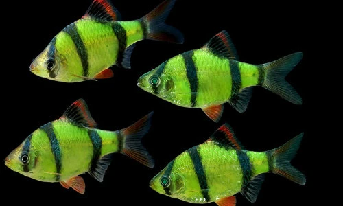 Cá tứ vân siêu đẹp, thích “làm trò” rỉa vây loài khác