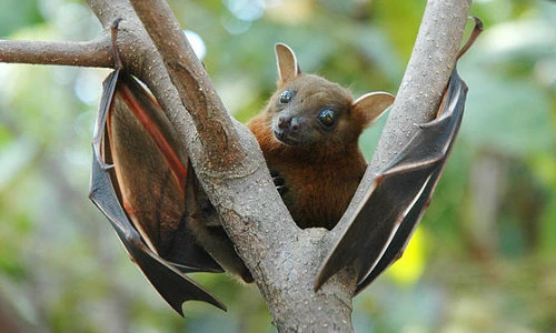 Điều đặc biệt về dơi chó tai ngắn đặc hữu của Việt Nam