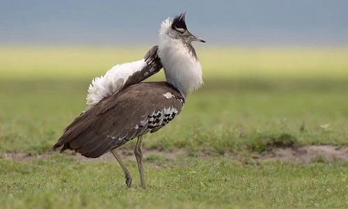 "Lác mắt" với loài chim “đô con” vẫn bay vù vù