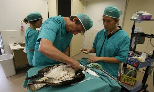 Xem động vật được chữa bệnh như người