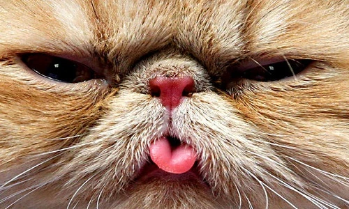 Những căn bệnh đáng sợ thú cưng lây cho người