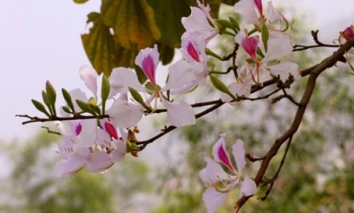 Bài thuốc chữa tiêu chảy, viêm gan hiệu nghiệm từ hoa ban