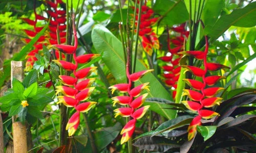 Lạ kỳ chuối tràng pháo đẹp rực rỡ, lôi cuốn người Việt Nam