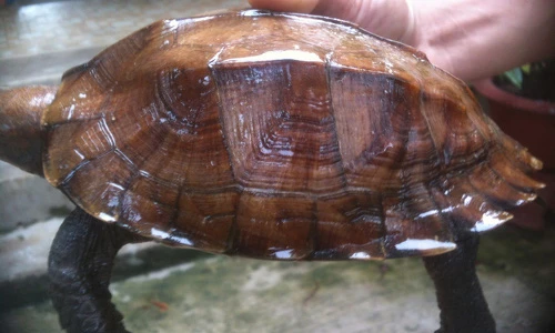 Bất ngờ về rùa sa nhân quý hiếm của Việt Nam