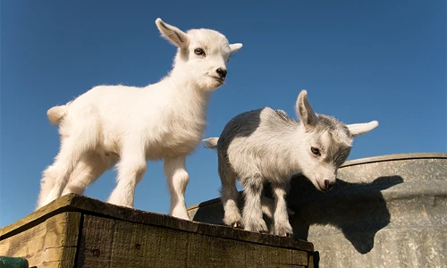 Loài dê lùn thú vị "đệ nhất làng động vật thân thiện"