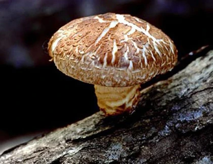 Dưỡng chất thiết yếu cho bệnh nhân ung thư