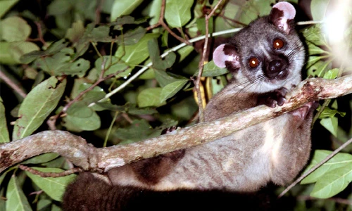 Sự thật loài vật được mệnh danh ninja rừng già của VN