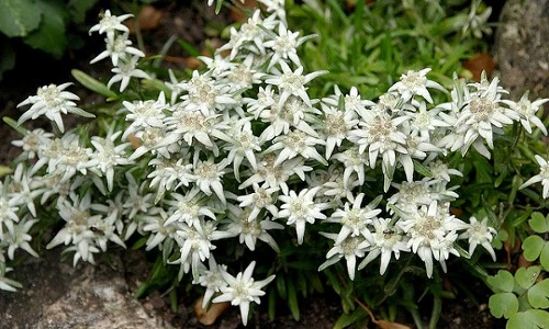 Khám phá "choáng" loài hoa núi nổi tiếng, quốc hoa Thụy Sĩ