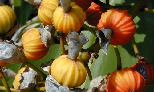 Bí ẩn "cây thần kỳ", có thể làm tăng tuổi thọ con người