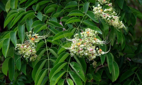 Sự thật "choáng" về cây gõ đỏ cho gỗ quý của VN 