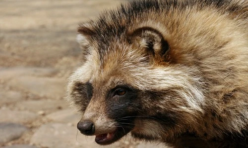 Những loài động vật vừa lạ vừa hiếm vùng Viễn đông Nga