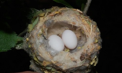 Chim ruồi khôn ngoan “nhờ” diều hâu canh tổ