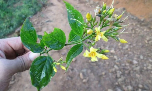 Sự thật ít người biết về cây lá ngón "huyền thoại" Việt Nam