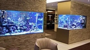 Cấm kỵ phong thủy bể cá không thể không biết