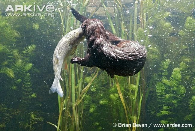 Chiêu săn mồi cao thủ của chồn nước