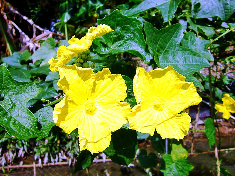 Cách dùng lá mướp hương chữa bệnh cực tốt