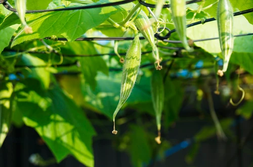 Các bài thuốc chữa bệnh từ quả lặc lè bạn nên biết