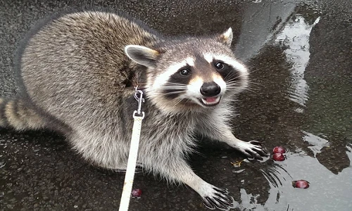 Tan chảy với ảnh loài gấu mèo tạo dáng cực yêu