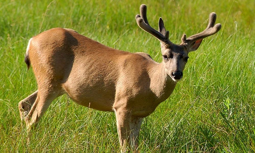 Những loài động vật biểu tượng cho tài lộc và may mắn