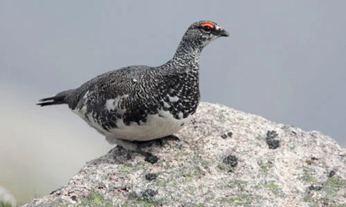 Những sự thật thú vị về loài gà gô "đặc sản"