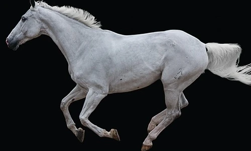 Mãn nhãn ảnh chân dung loài ngựa đẹp tuyệt mỹ nhất