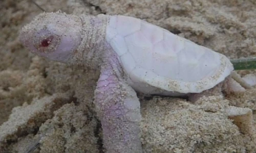 Hình ảnh đắt giá về loài rùa trắng quý hiếm