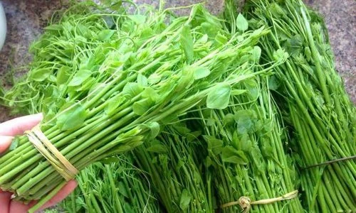 Điều ít biết về rau bò khai đặc sản miền núi