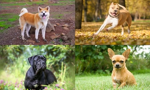 Những giống chó hung dữ nhất hành tinh, chớ dại đến gần