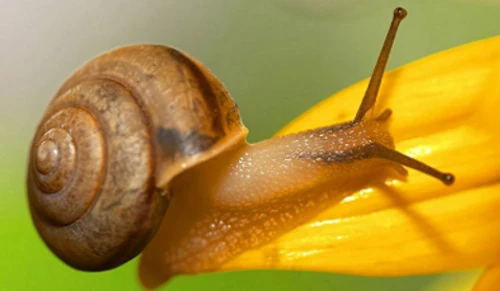 Ốc sên và những sự thật thú vị ít ai biết