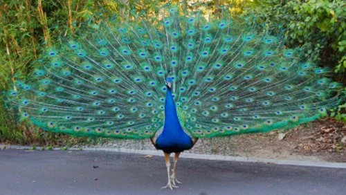 Loài chim công và những khám phá gây kích thích nhất