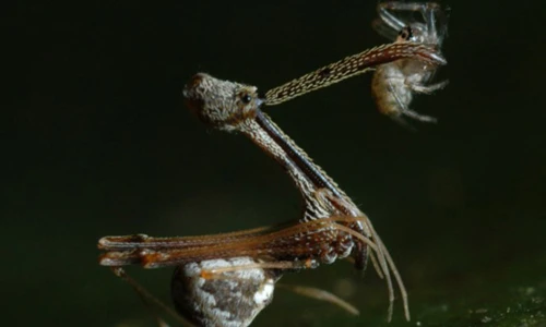 Nhện cao cổ bắt mồi cực hiểm