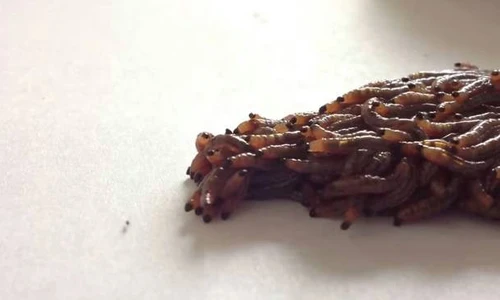 13 bức ảnh động vật kinh dị năm 2014