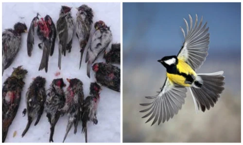 Rợn người với loài chim ăn não khoác diện mạo đáng yêu